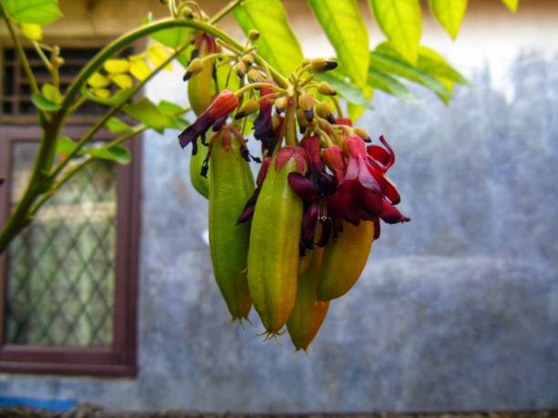 istock photo of starfruit 1654636790