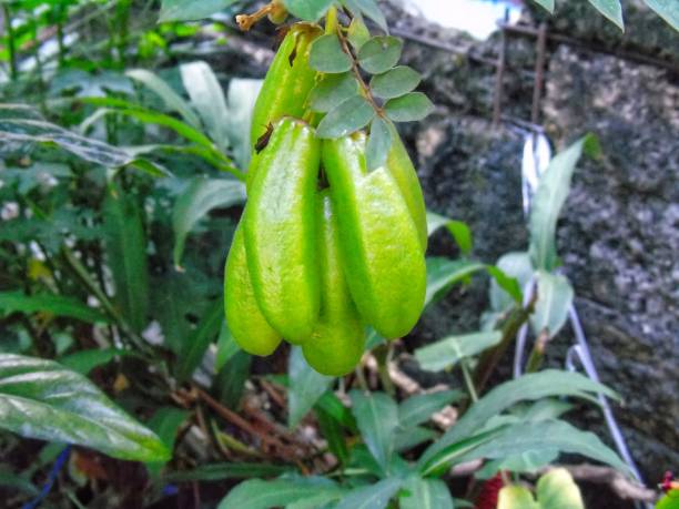 istock photo of starfruit 1654637327