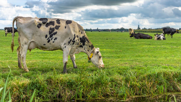 istock Grazing cow in the meadow 1654642370