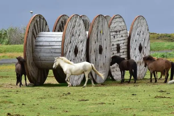 A group of horses running around vintage-style reels in a green field
