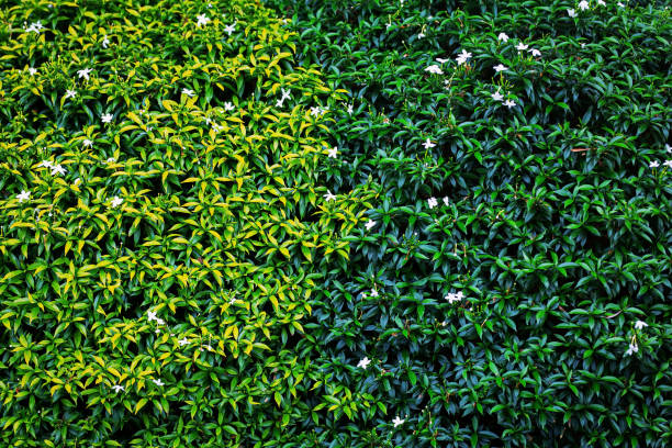 istock Small green leaves alternate light colors and needles. 1654649383