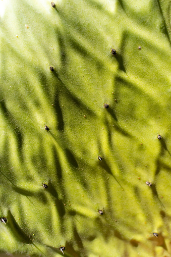 A vibrant closeup of a cactus leaf, showcasing intricate textures and nature's resilience.