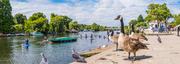 gęsi na ruchliwej panoramie richmond upon thames w londynie - capital cities pay phone city cityscape zdjęcia i obrazy z banku zdjęć