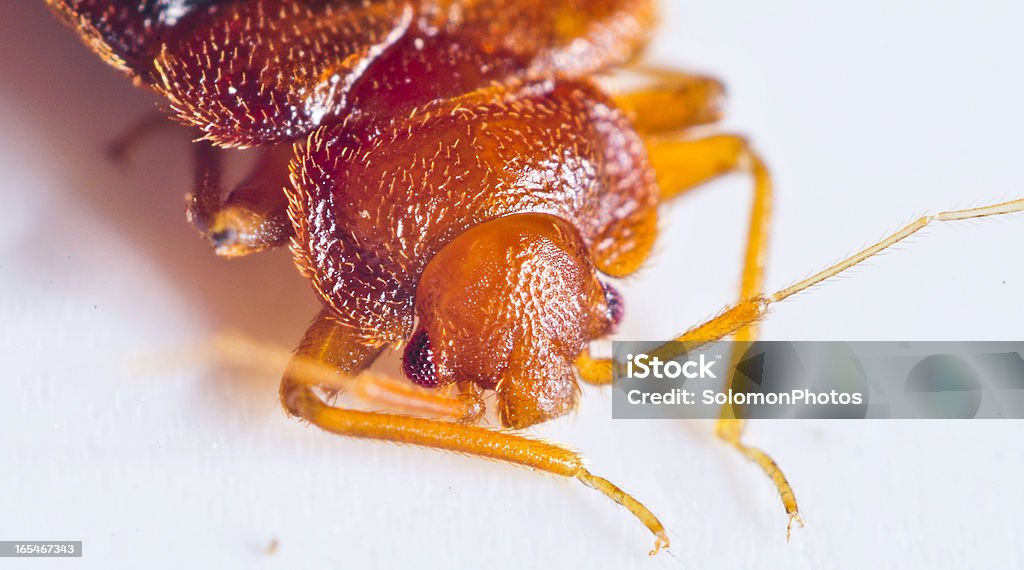 Koting Insect Bedbug Close Up Stock Photo - Download Image Now - Bedbug, Temperate ...