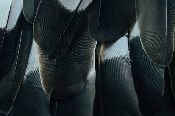 istock Closeup of bird feathers in a pile 1654692777