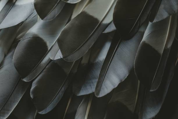 istock Closeup of bird feathers in a pile 1654692779