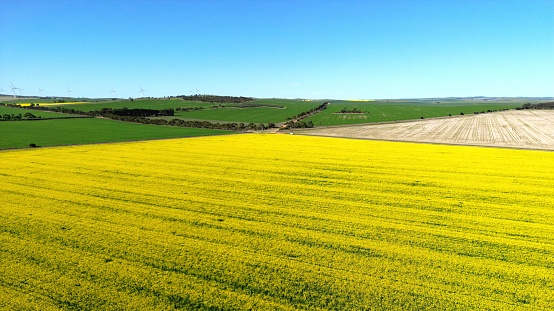 A scenic view of Mid North Canola Crop in South Australia