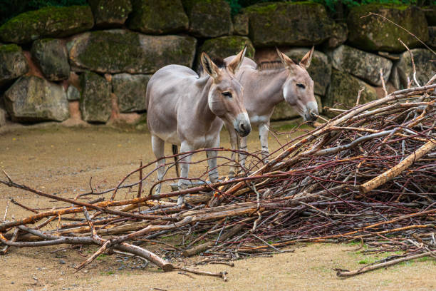 Couple of Somali wild ass, Equus africanus somaliensis