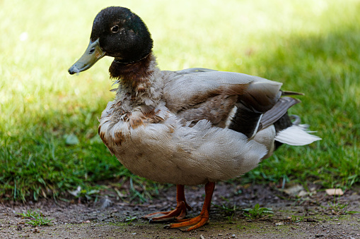 Duck on grass field in park