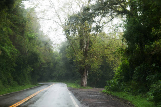 istock Country road in the forest 1654752209