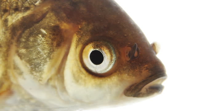 Fish head 
