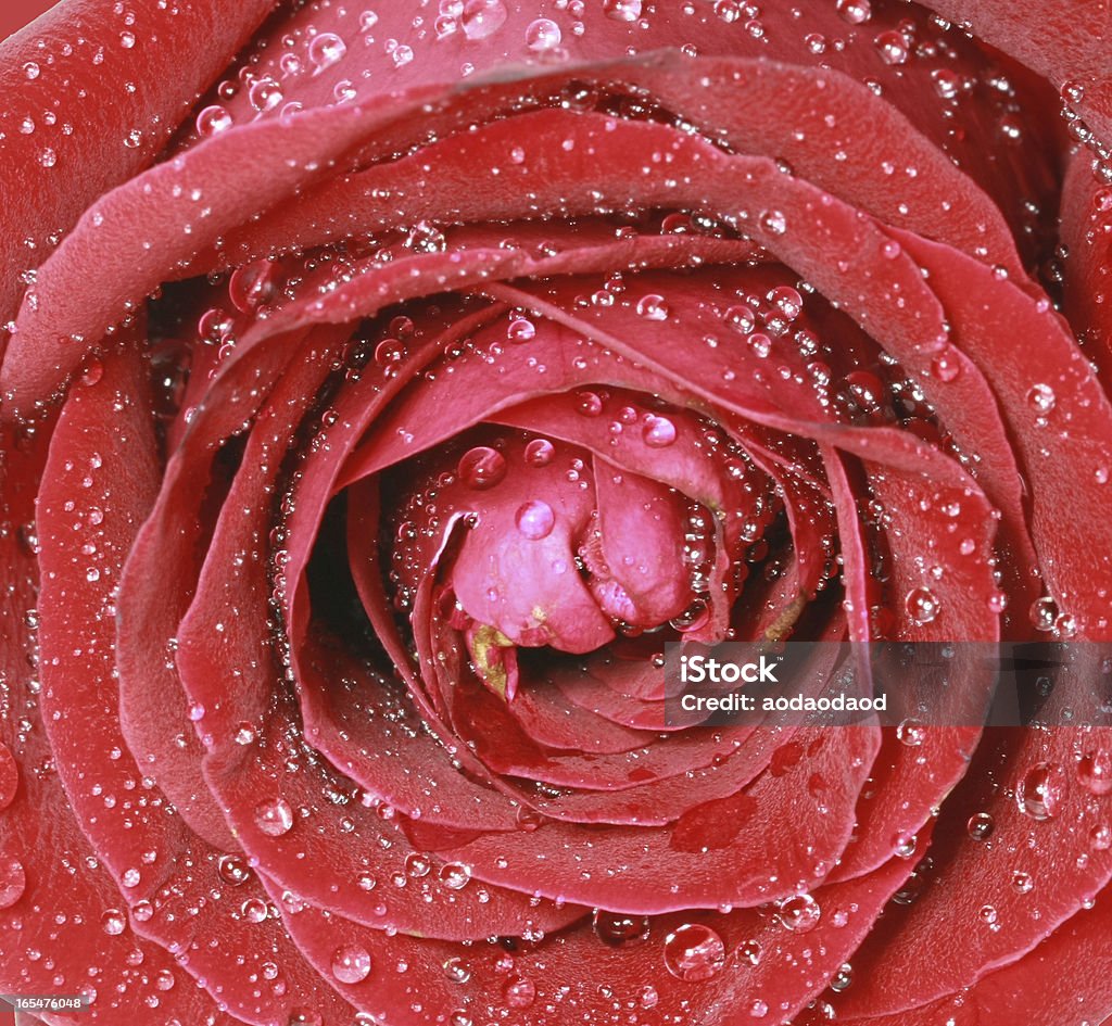 Eine rote rose - Lizenzfrei Ansicht aus erhöhter Perspektive Stock-Foto