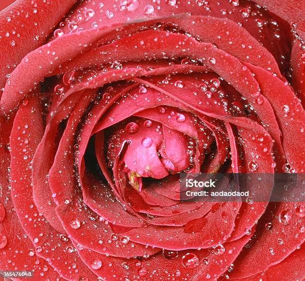 Uma Rosa Vermelha - Fotografias de stock e mais imagens de Claro - Claro, Cor Saturada, Dispersa