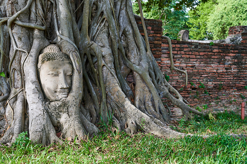 Ancient Buddha head in roots of a banyan tree. Wat Mahathat. Ayutthaya. Phra Nakhon Si Ayutthaya province. Thailand.