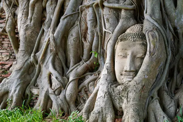 Ancient Buddha head in roots of a banyan tree. Wat Mahathat. Ayutthaya. Phra Nakhon Si Ayutthaya province. Thailand.