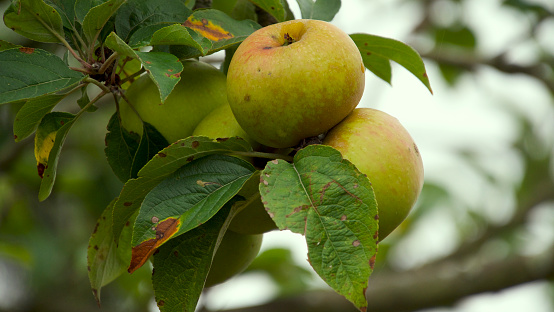 two almost ripe apples in an apple orchard
