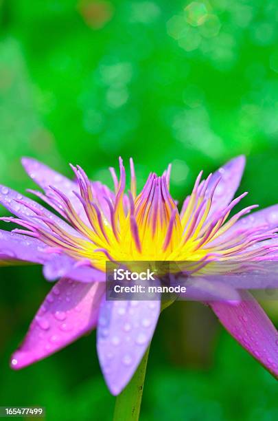 Photo libre de droit de Lotus Rose banque d'images et plus d'images libres de droit de Arbre en fleurs - Arbre en fleurs, Beauté, Beauté de la nature