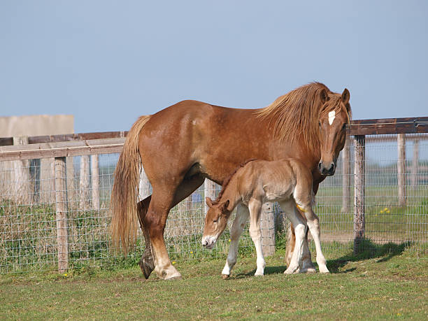 istock Suffolk Horse Mare and Foal 165477694