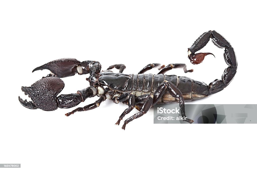 Scorpion empereur isolé sur blanc - Photo de Agression libre de droits