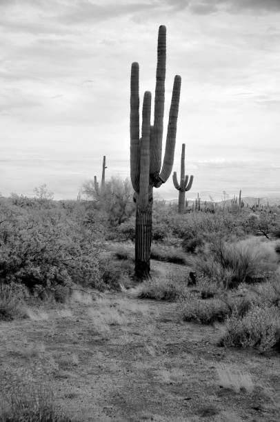 istock Sonora Desert Arizona in Infrared 1654783993