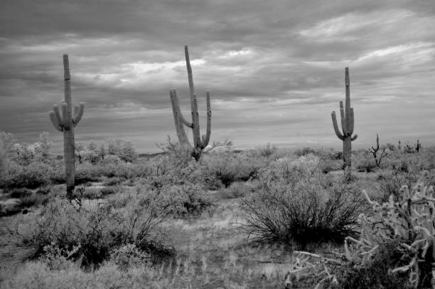 istock Sonora Desert Arizona in Infrared 1654784499