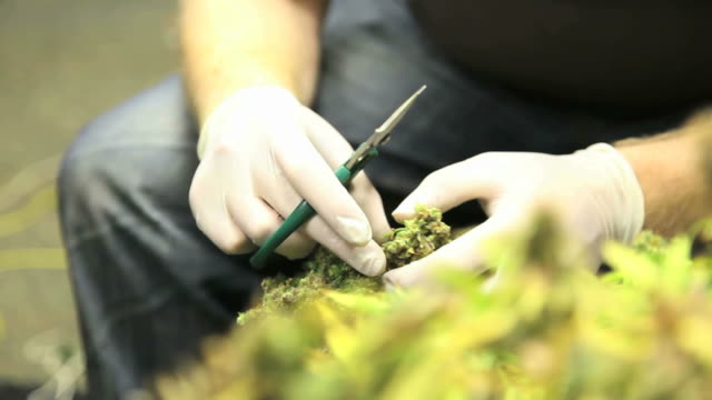 Marijuana, weed, buds, cannabis, plant, pot