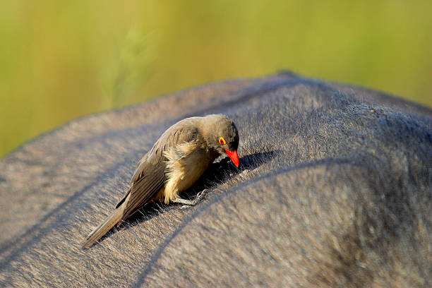 Red-billed Oxpecker on the back of Cape Buffalo Mpumalanga South stock photo