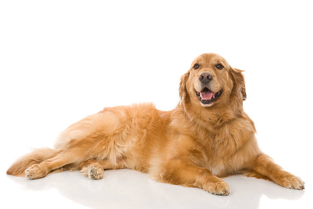 adorável cão retriever dourado (isolada com reflexão - dog golden retriever lying down isolated imagens e fotografias de stock