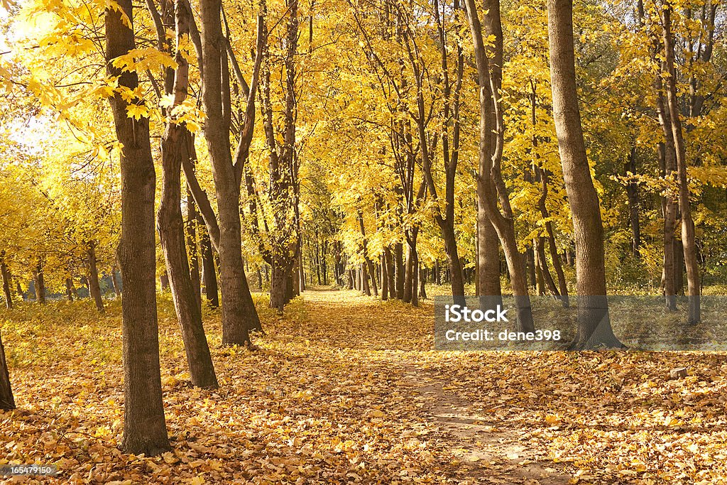 Floresta - Royalty-free Amarelo Foto de stock