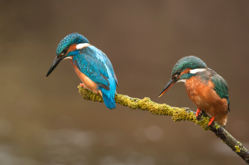 A pair of kingfisher watch their river