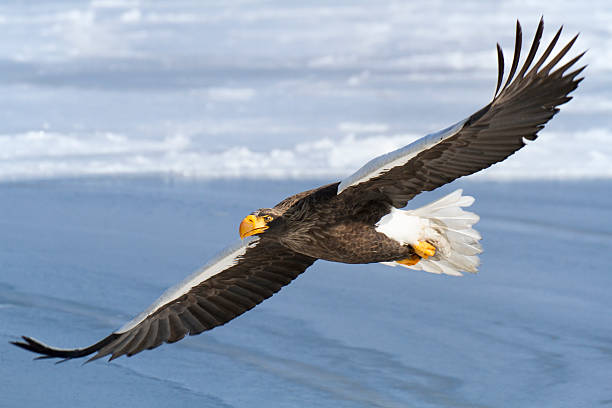 sea eagle stock photo