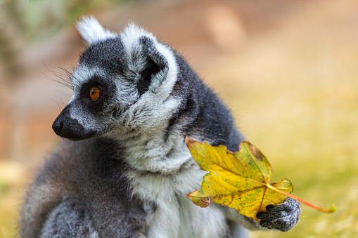 A pair of Ring-Tailed Lemurs (Lemur catta) perched on a rock in the Isalo National Park in Madagascar.