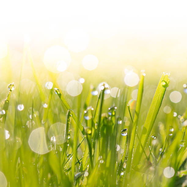 istock Morning dew on blades of grass during sunrise. 165480824