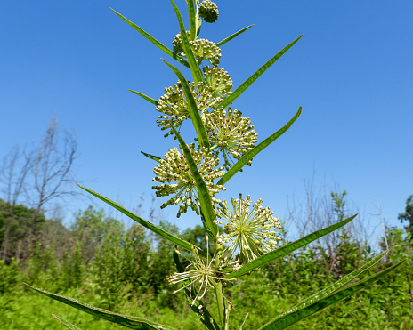 Asclepias hirtella (Prairie Milkweed) Native North American Wildflower photographed in Northern Illinois, USA.