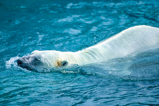 Close up portrait of one white arctic polar bear (Ursus maritimus) on rocks over black background, looking at camera, low angle, front view