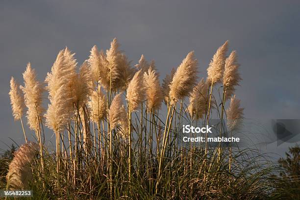 Erva Dos Pampas Relva - Fotografias de stock e mais imagens de Alto - Descrição Física - Alto - Descrição Física, Cor verde, Ensolarado