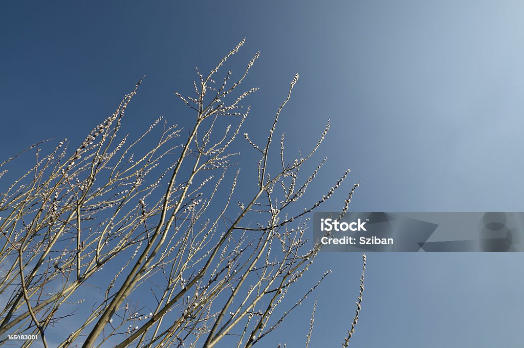 Catkin e il cielo - Foto stock royalty-free di Albero