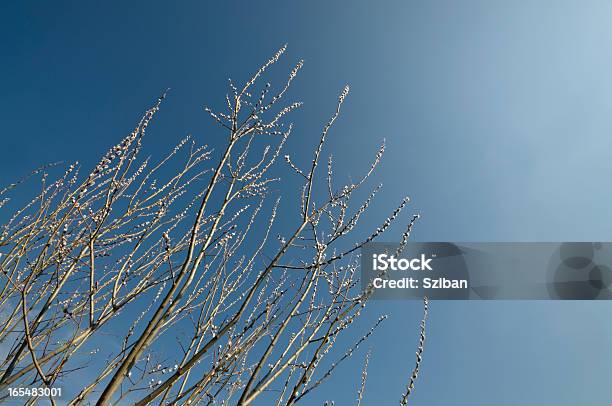 Catkin E Il Cielo - Fotografie stock e altre immagini di Albero - Albero, Albero spoglio, Ambientazione esterna