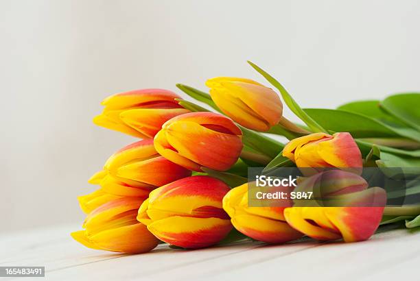 Tulpen Stockfoto und mehr Bilder von Baumblüte - Baumblüte, Blatt - Pflanzenbestandteile, Blume