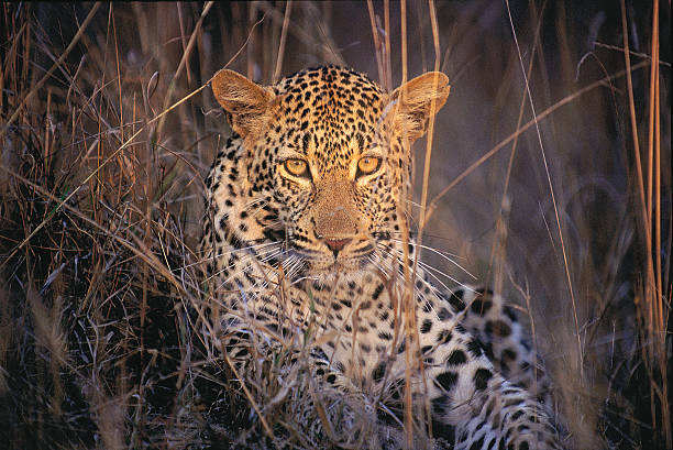 Female leopard in the grass South Africa stock photo