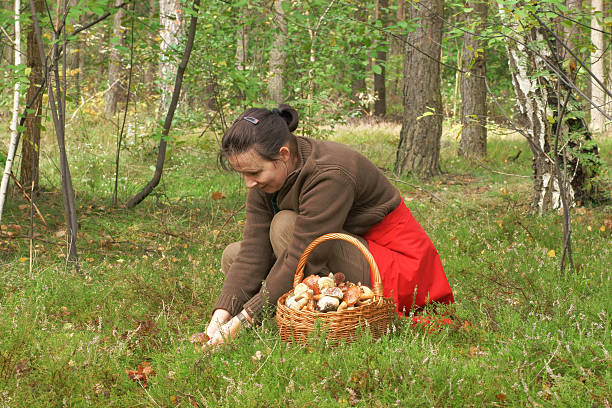 istock Woman picking mushrooms 165483802