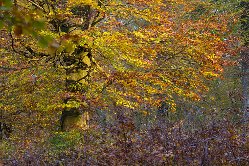 Palette of yellow red autumn leaves on a tree in an autumn forest