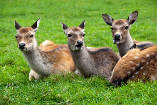 three deer on the grass