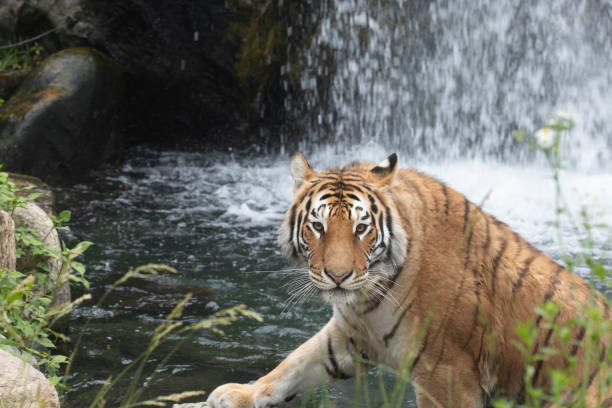 istock Close up  funny Siberian Tiger 1654840249