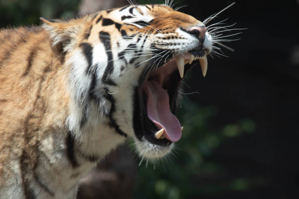 istock Close up  funny Siberian Tiger 1654840250