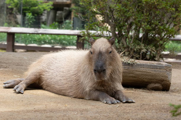 istock Close up cute capybara laying on the ground 1654840251