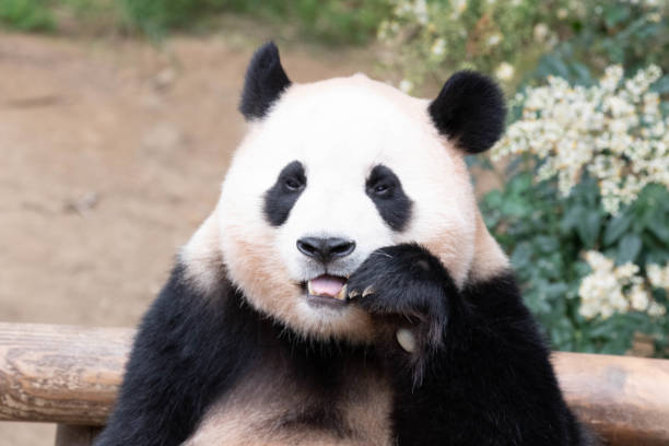 istock Close up Happy Panda, Fu Bao, Everland, South Korea 1654840254