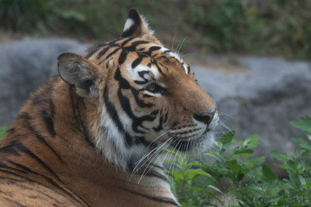 istock Close up  funny Siberian Tiger 1654840326