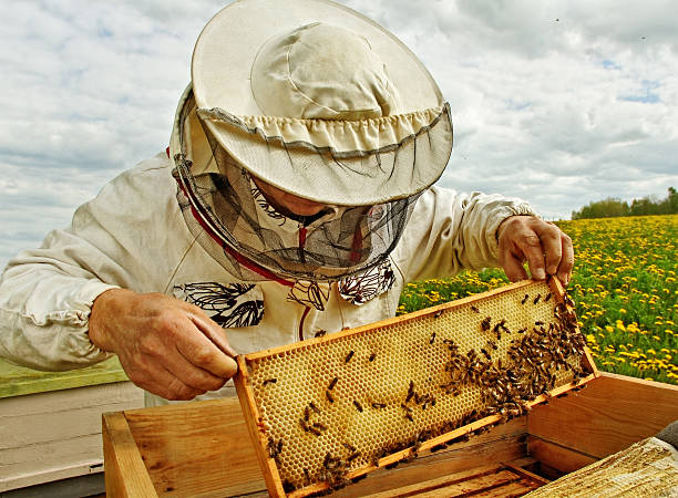 apiarist. - apiculture stock-fotos und bilder
