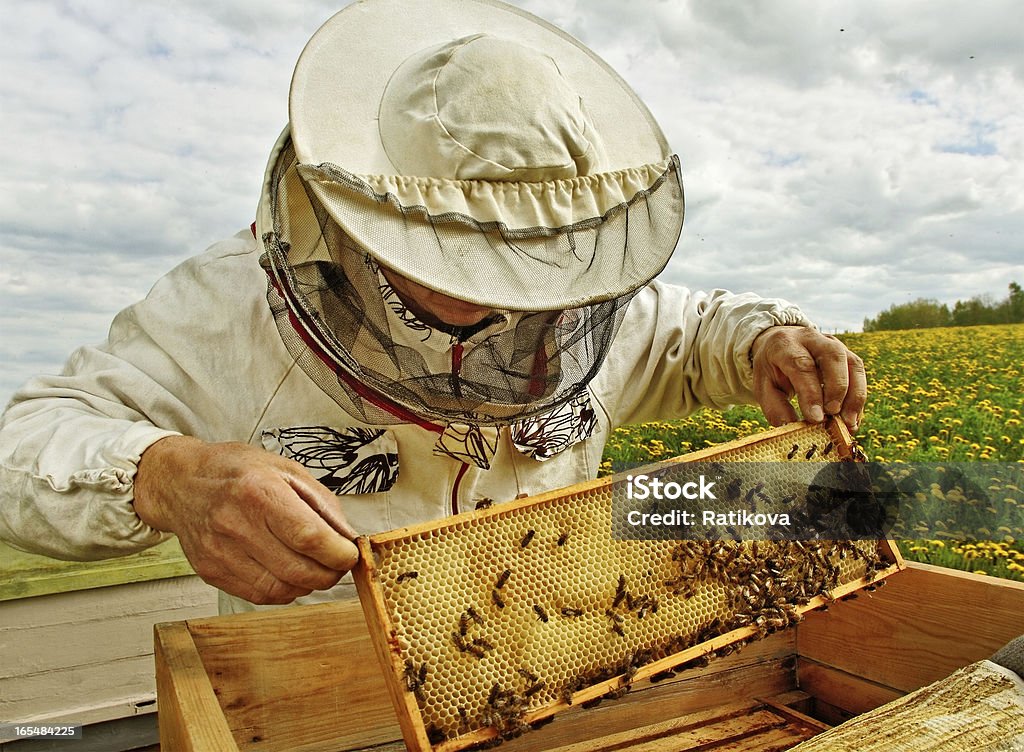 Apiarist. - Foto de stock de Apicultor libre de derechos